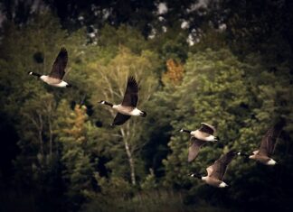 Co to jest migracja wewnętrzna?